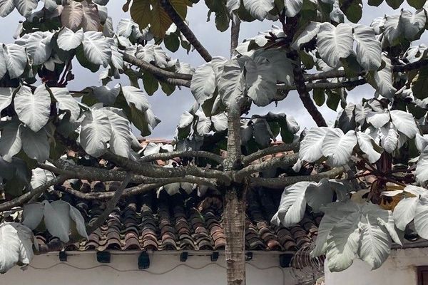Trumpet-tree
