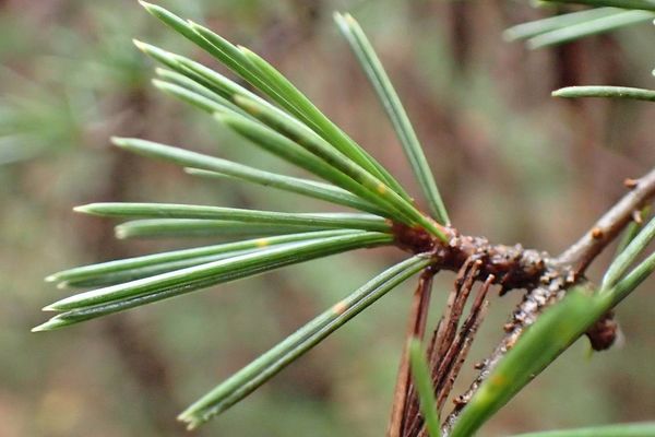 Atlas cedar