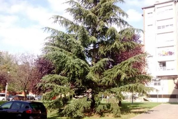 Deodar