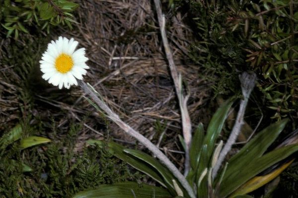 Common mountain daisy
