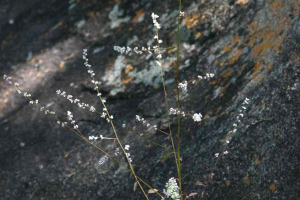 Woolflower