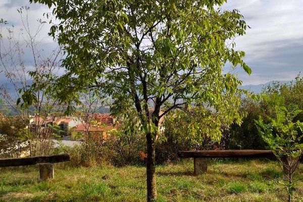 European hackberry