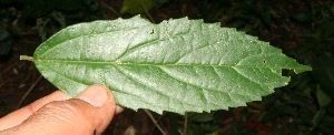 Iguana hackberry