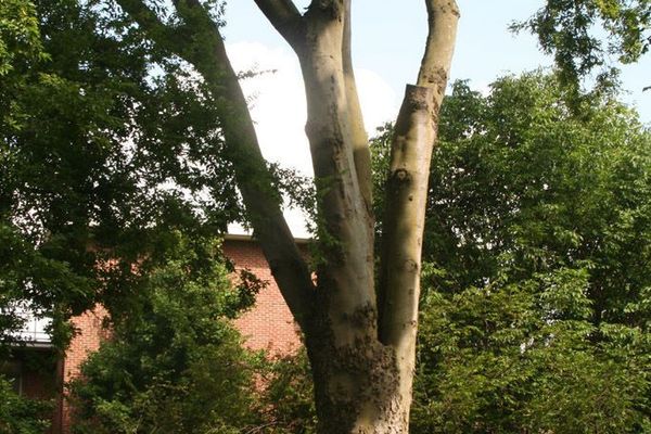 Sugar hackberry