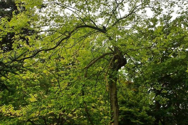 Northern hackberry