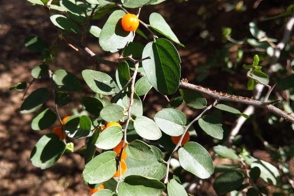 Desert hackberry