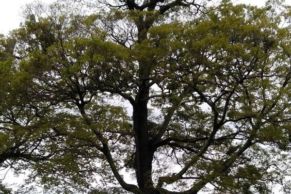 Chinese hackberry
