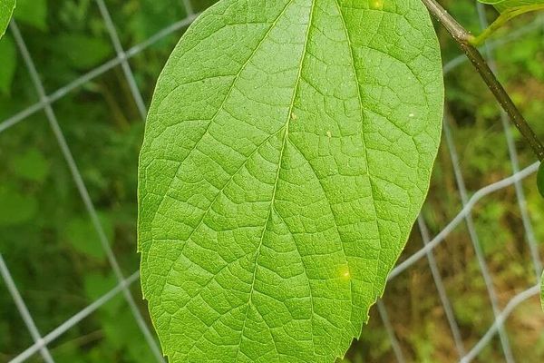 Dwarf hackberry