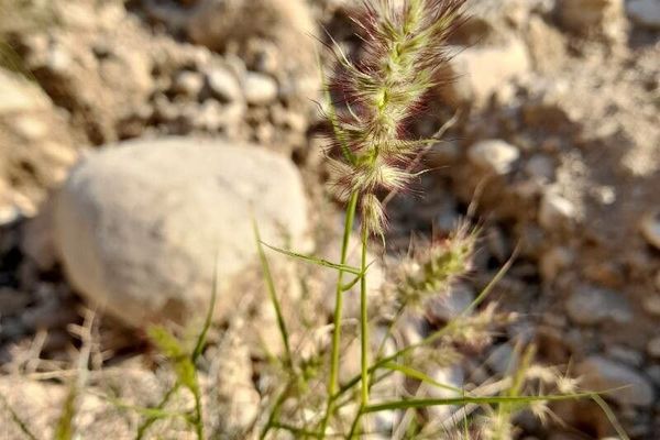 Buffelgrass
