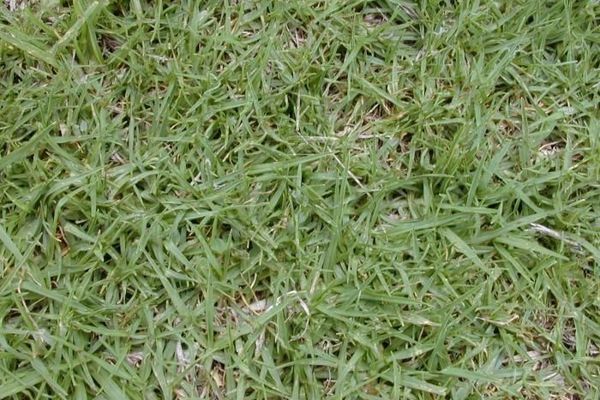 Kikuyu grass