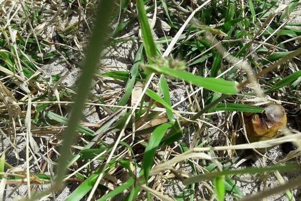 Mossman river grass
