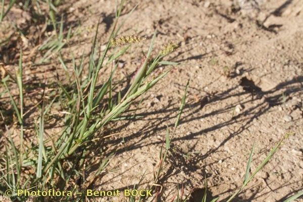 Dune sandbur
