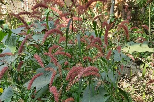 Hairy fountain grass
