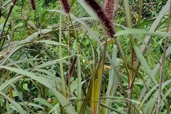 Barner grass
