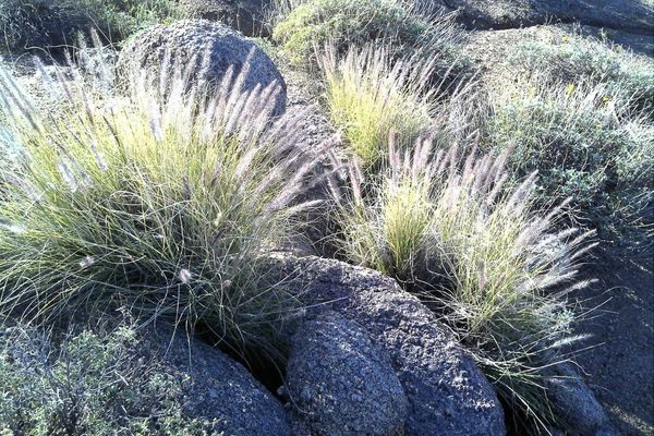 Fountain grass