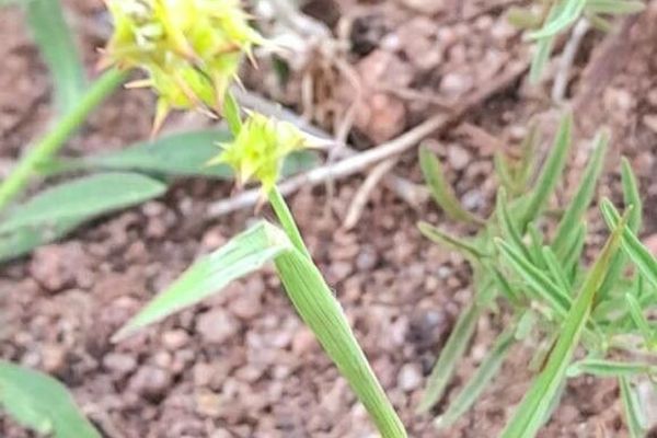 Field sandbur