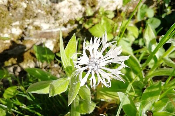Centaurea alba