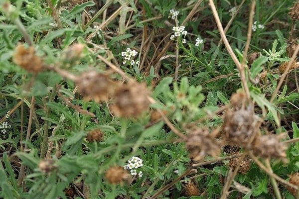 Rough star thistle
