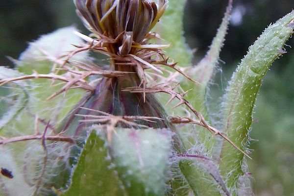 Blessed thistle