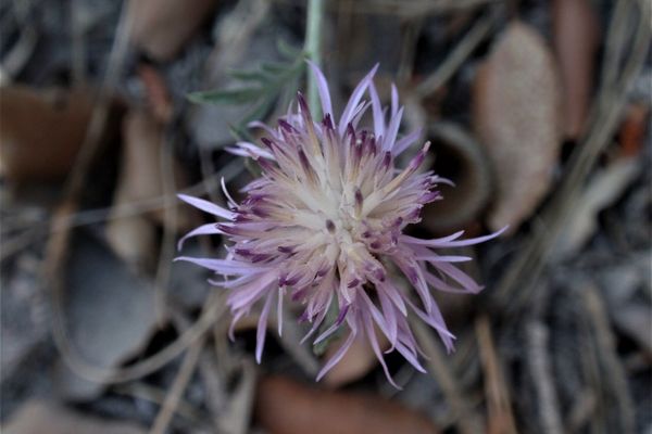 Centaurea boissieri
