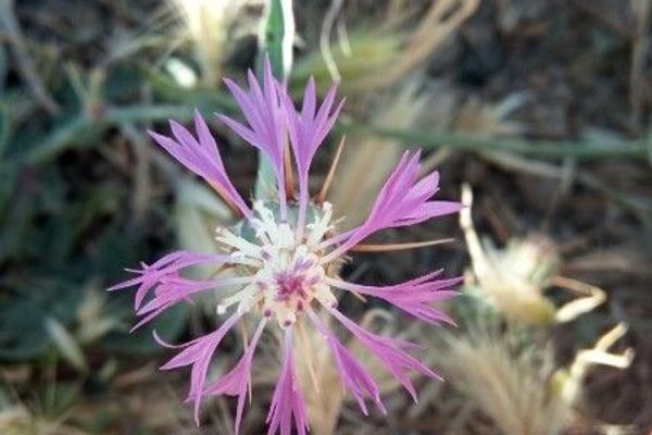 Red star thistle