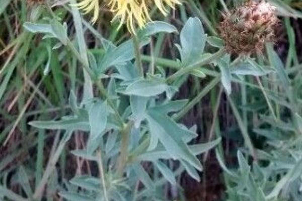 Centaurea collina