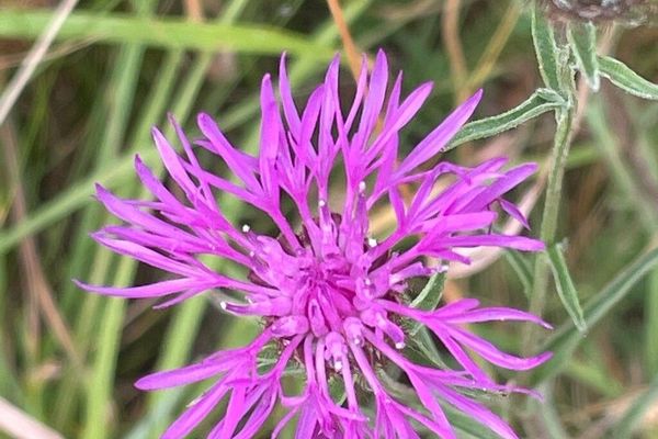 Slender knapweed