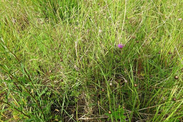 Centaurea decipiens