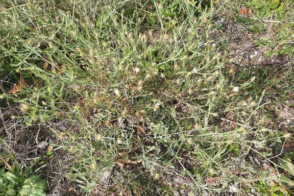 Tumble knapweed