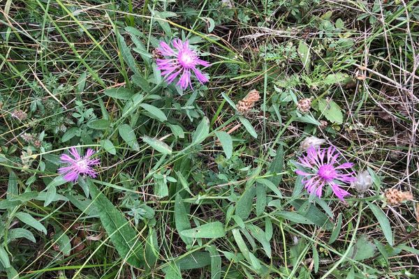Brown knapweed
