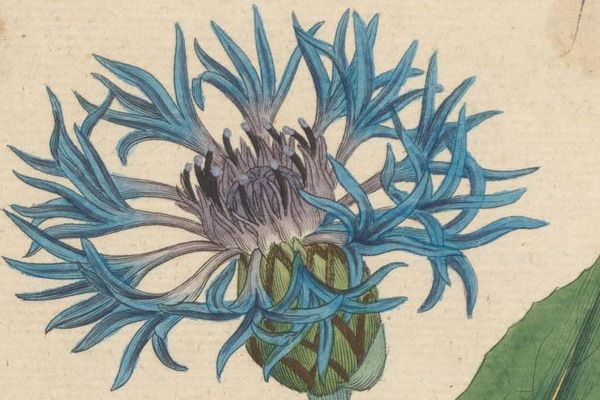 Centaurea montana