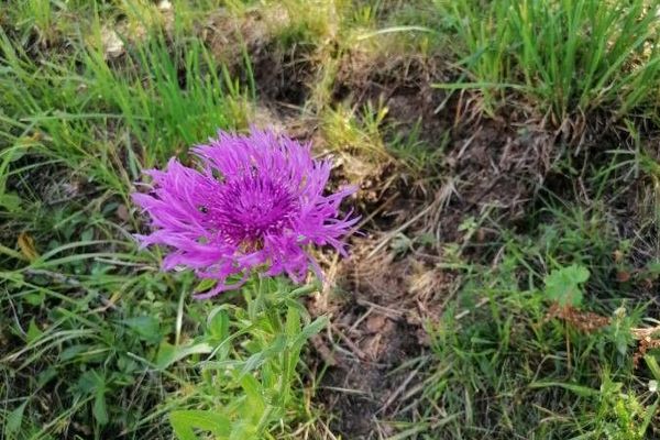 Plume knapweed