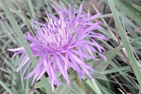 Common knapweed