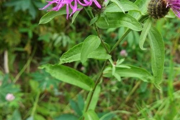 Tyrol knapweed