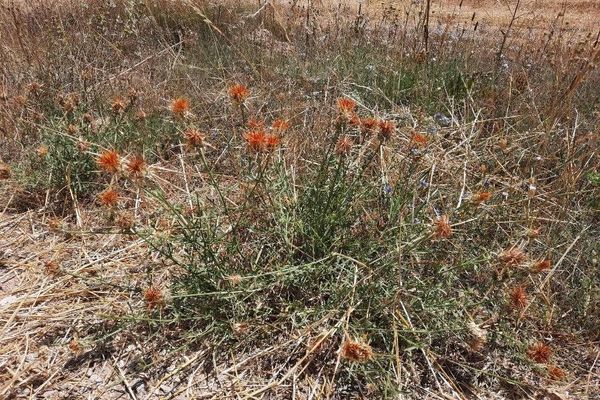 Centaurea ornata