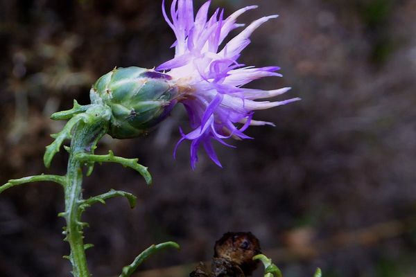 Jersey knapweed