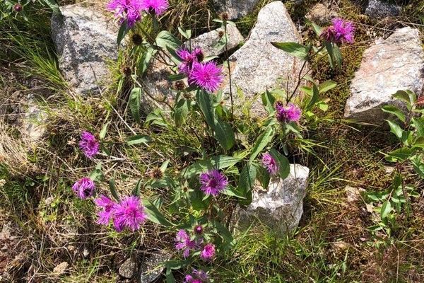 Wig knapweed