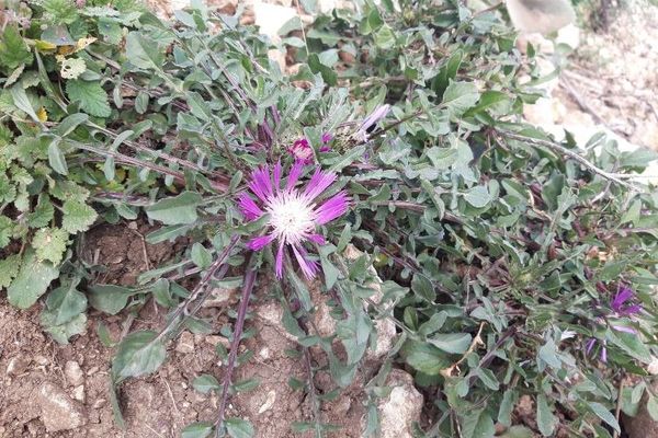 Purple knapweed