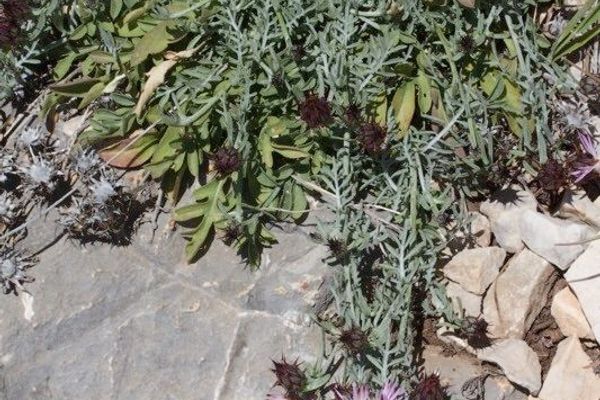 Centaurea resupinata