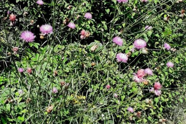 Greater centaury