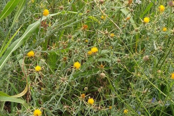 Golden star thistle
