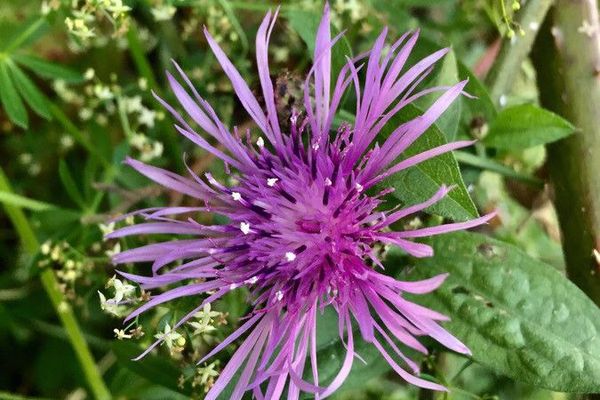 Singleflower knapweed