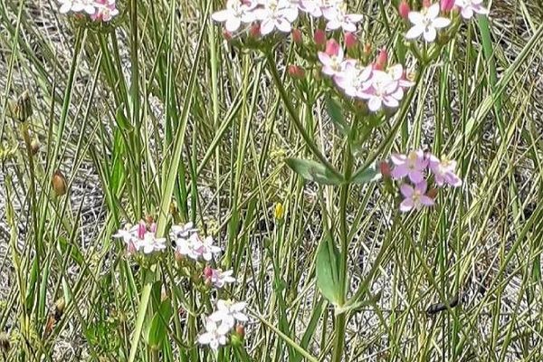 European centaury