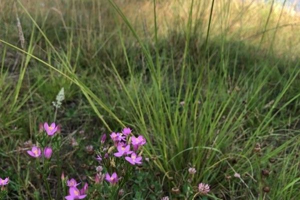 Sea centaury