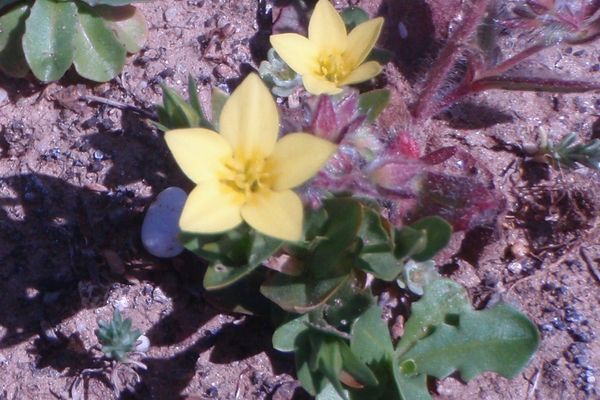 Centaurium maritimum