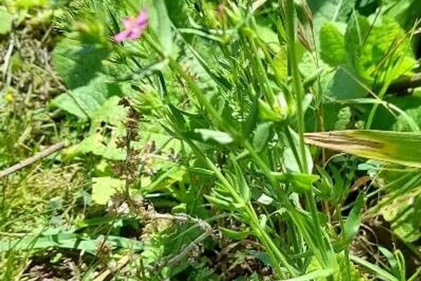 Branched centaury