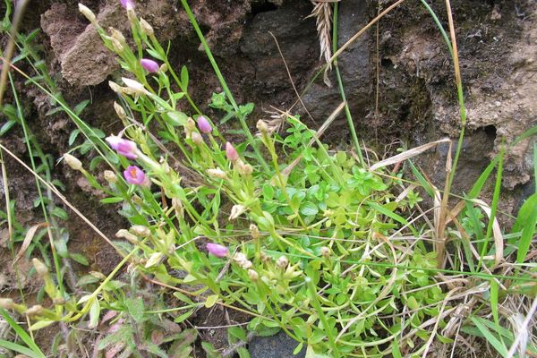 Centaurium scilloides