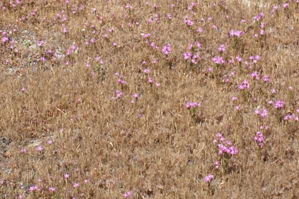 Slender centaury