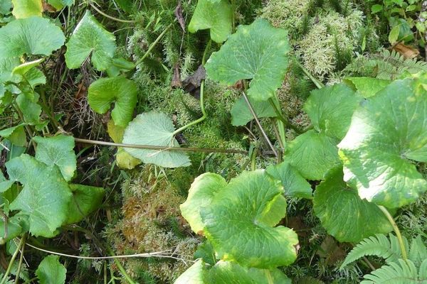Marsh pennywort