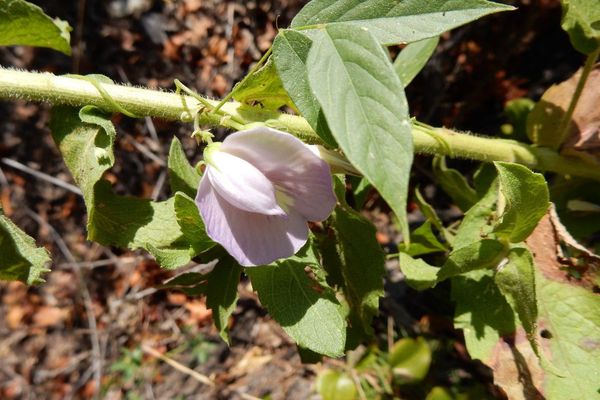 Butterfly-pea